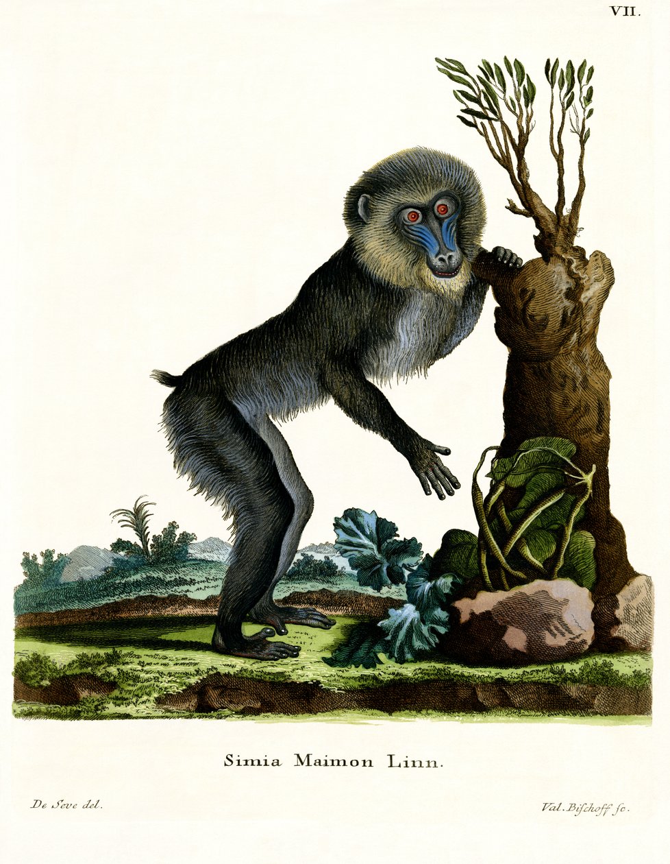 Mandrill (farvet gravering) af German School