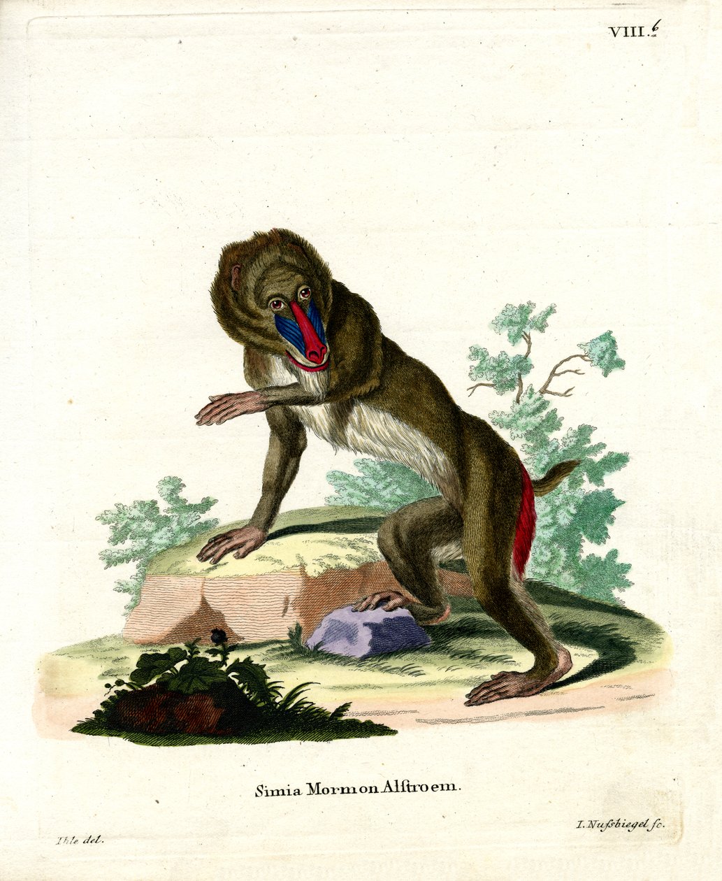 Mandrill (farvet gravering) af German School