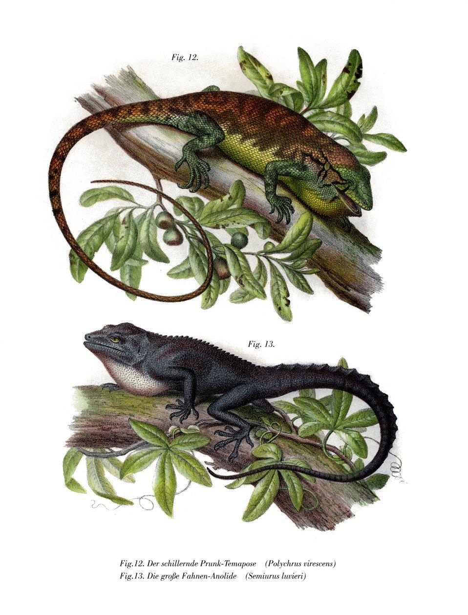 Mangefarvet Bush Anole (farve litho) af German School