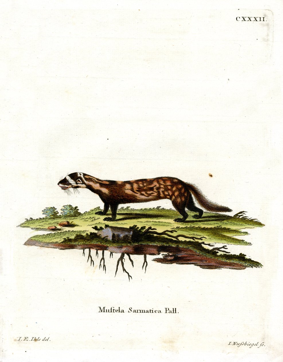 Marmoreret Polecat (farvet gravering) af German School