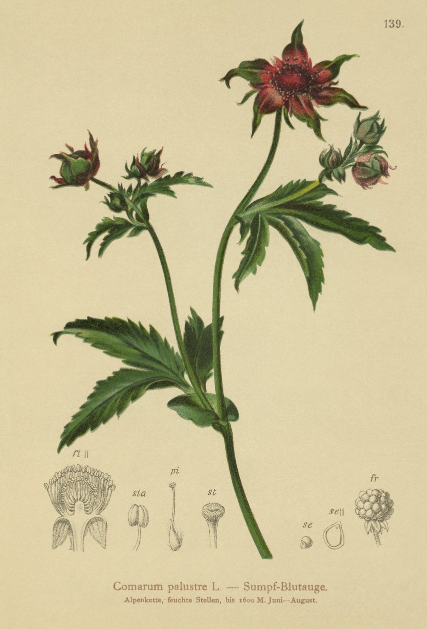 Sump-Knællike (Comarum palustre, Potentilla palustris) af German School