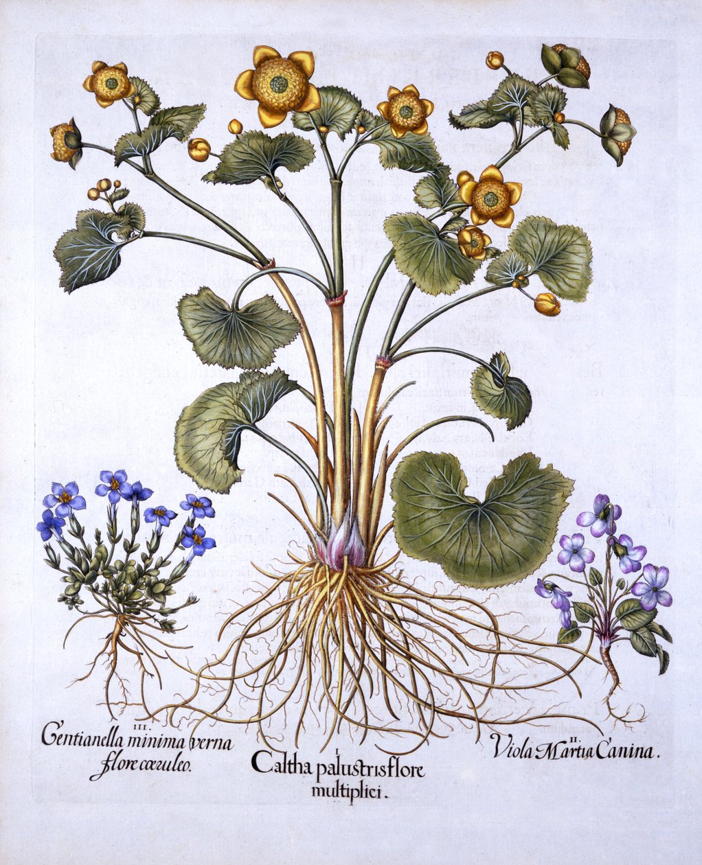 Marsh Marigold, March Violet and Spring Gentian, fra Hortus Eystettensis, af Basil Besler (1561-1629), pub. 1613 (håndfarvet gravering) af German School