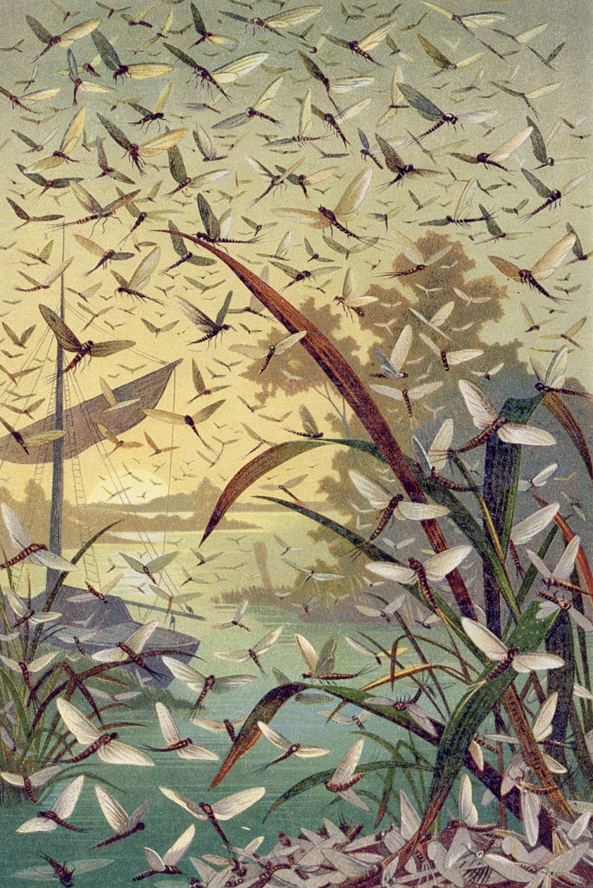 Mayfly, tallerken fra Brehms dyreliv: almen viden om dyreriget, bind 9, s.546, udgivet af Bibliografisk Institut, 1892 af German School
