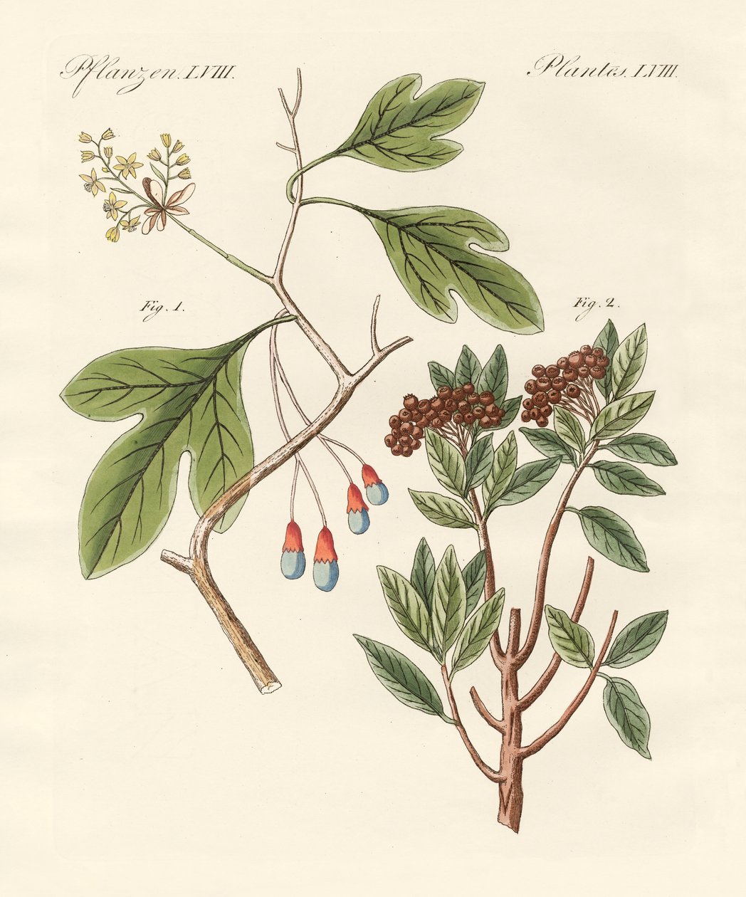 Medicinske planter af German School