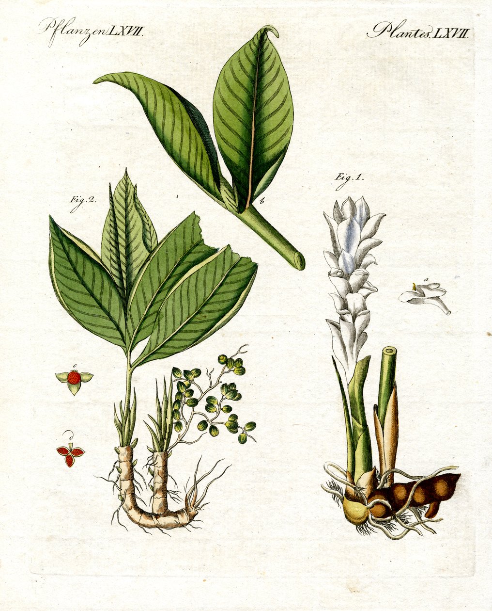 Medicinske planter af German School