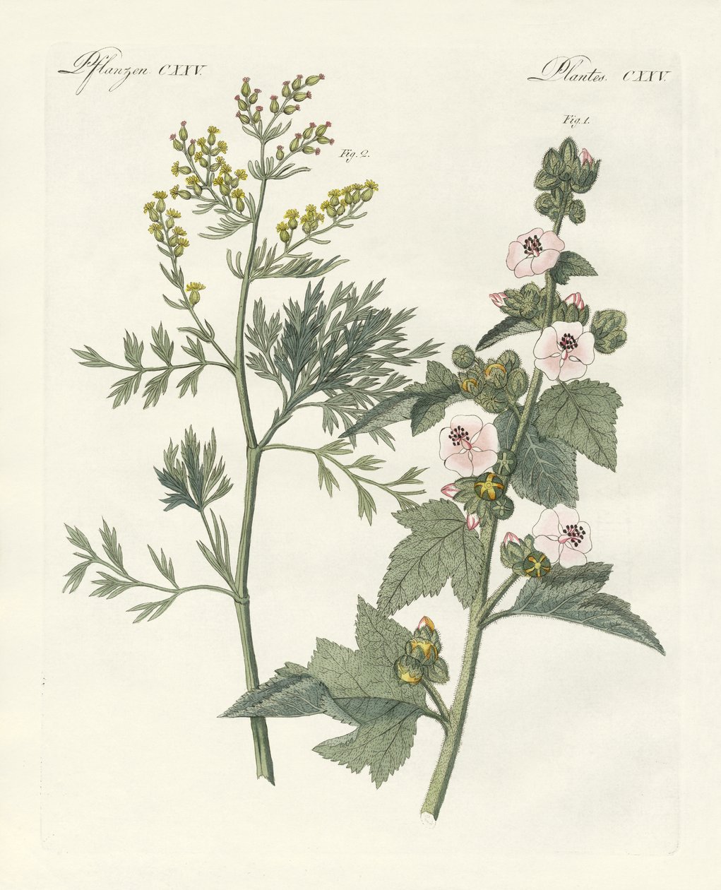 Medicinske planter af German School