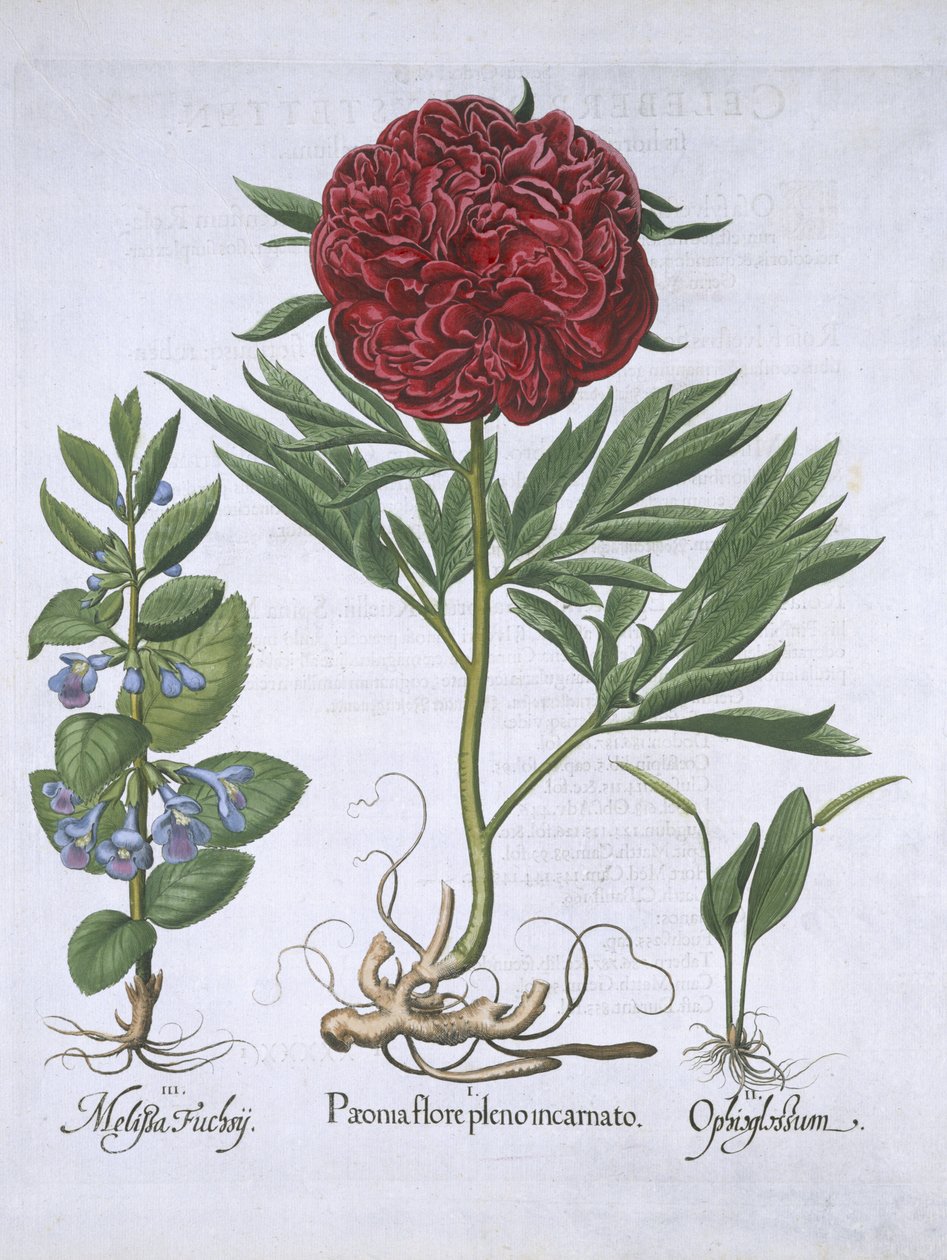 Melissa, Paeony og Odontoglossum, fra Hortus Eystettensis, af Basil Besler (1561-1629) pub. 1613 (håndfarvet gravering) af German School