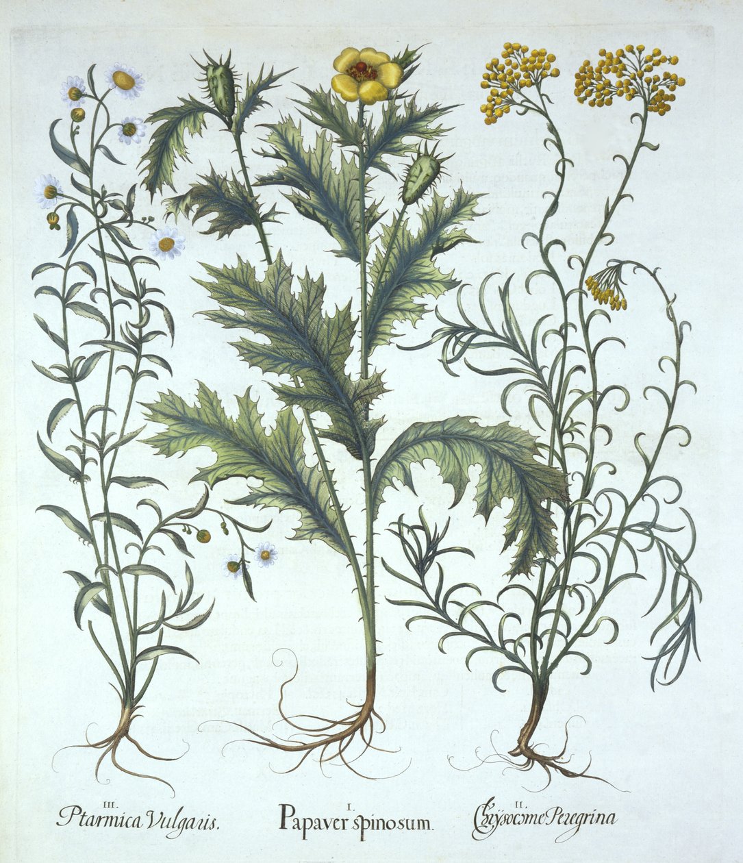 Mexicansk Valmue, Seaside Strawflower og Sneezewort, fra Hortus Eystettensis, af Basil Besler (1561-1629) pub. 1613 (håndkoloreret gravering) af German School