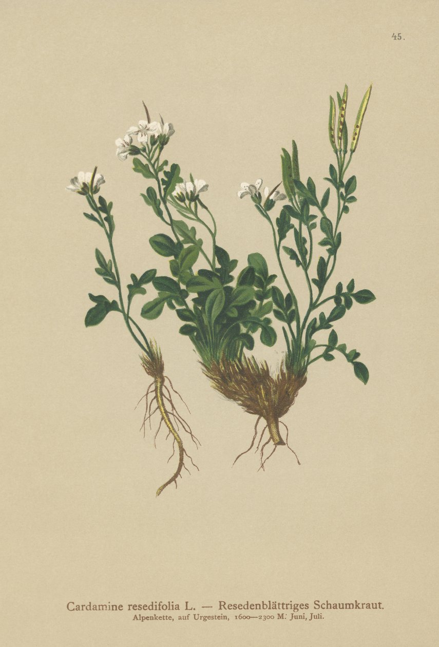 Mignonette-bitterkarse (Cardamine resedifolia, Arabis bellidioides, Cardamine heterophylla) af German School