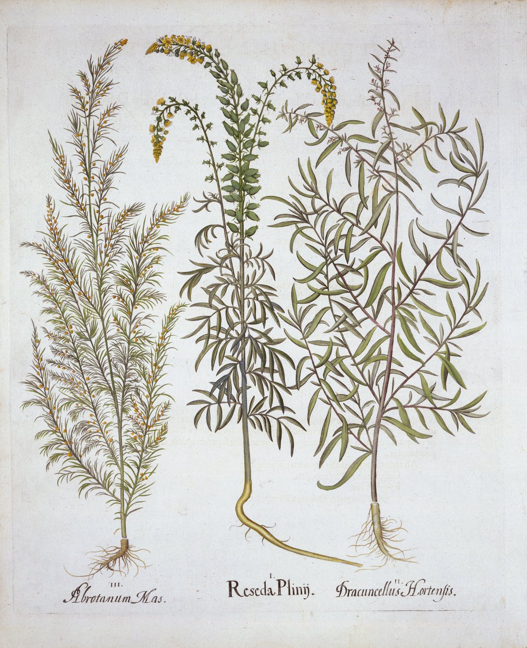 Mignonette, Southernwood og Estragon, fra Hortus Eystettensis, af Basil Besler (1561-1629), pub. 1613 (håndkoloreret gravering) af German School