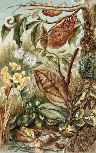 Mimicry of Insects, plade fra "Brehms Tierleben: Allgemeine Kunde des Tierreichs", bind 9, s.10, udgivet af Bibliographisches Institut af German School