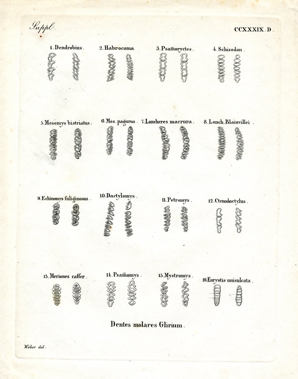 Kindtænder (farvet gravering) af German School