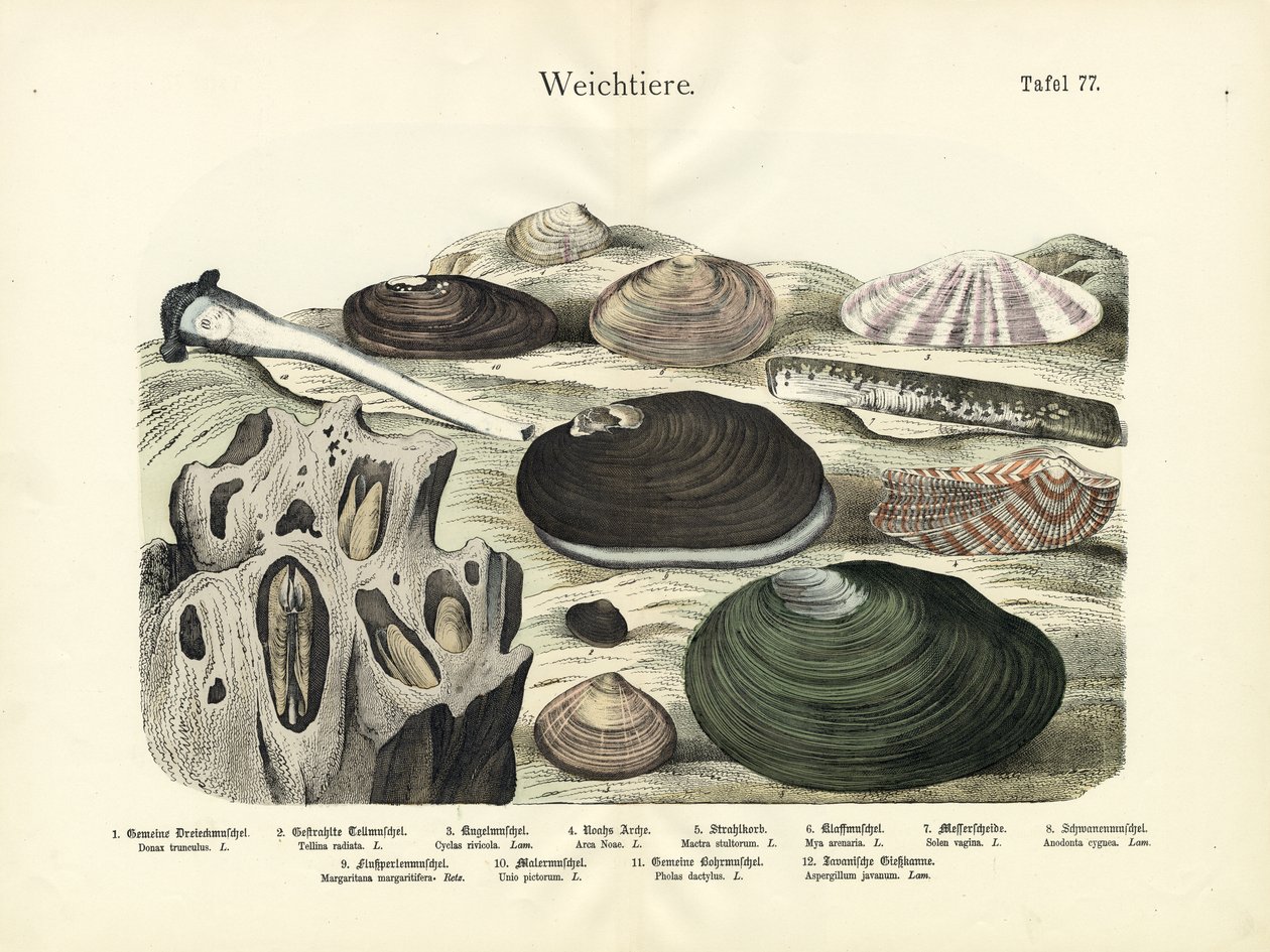 Bløddyr, ca. 1860 (farvelitografi) af German School