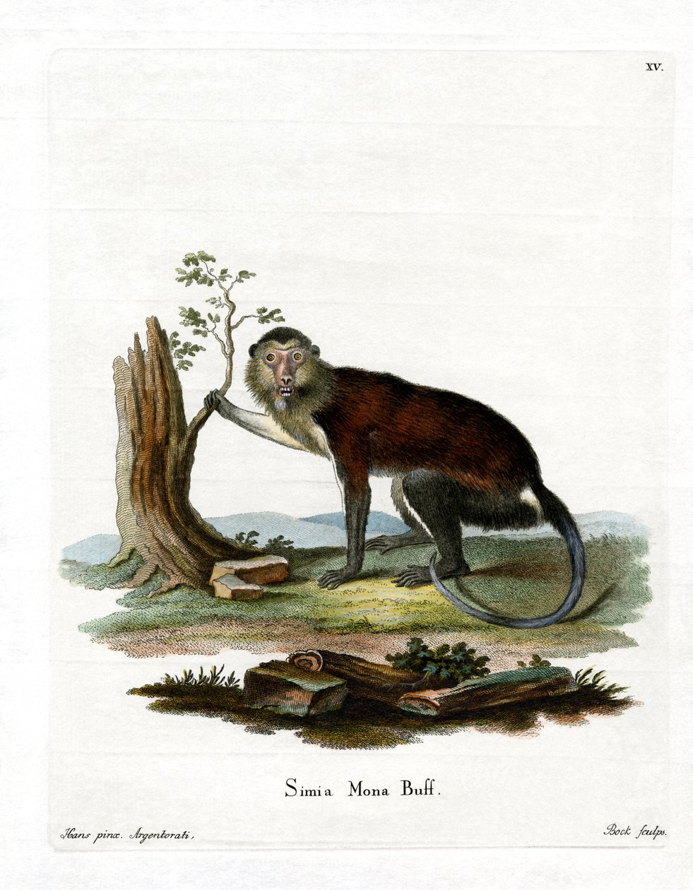 Mona Monkey (farvet gravering) af German School