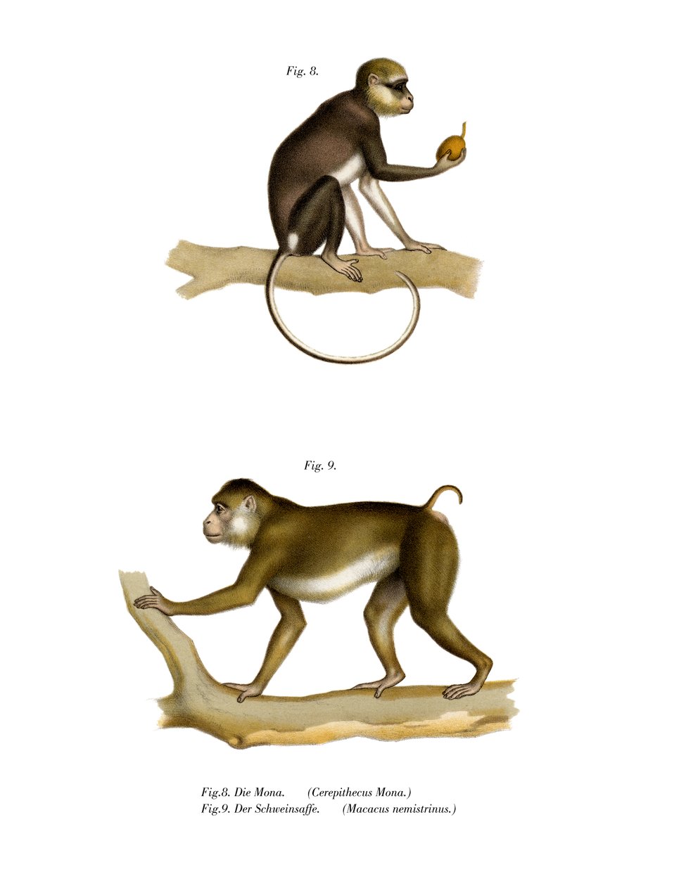Mona Monkey, 1860 af German School