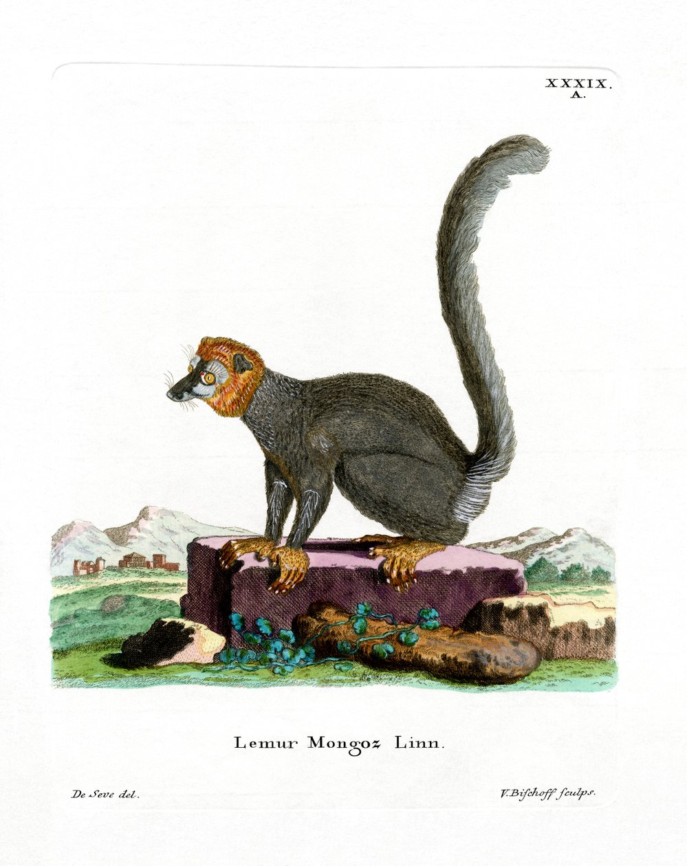 Mongoose Lemur (farvet gravering) af German School