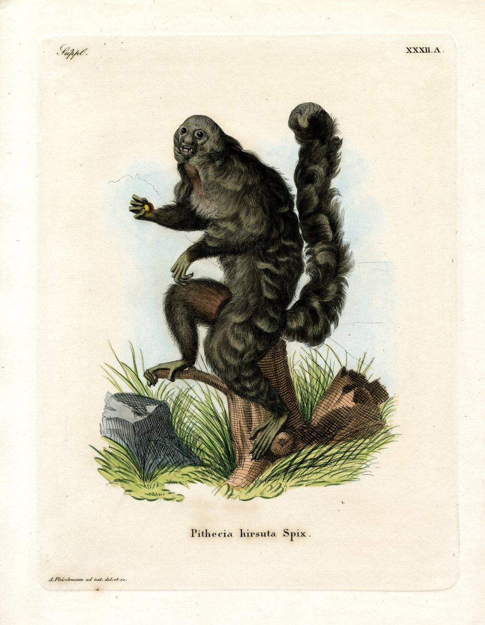 Munk Saki (farvet gravering) af German School