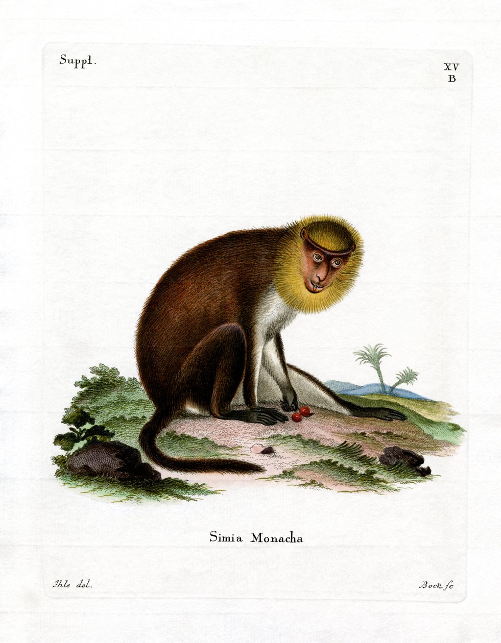 Munk Saki (farvet gravering) af German School