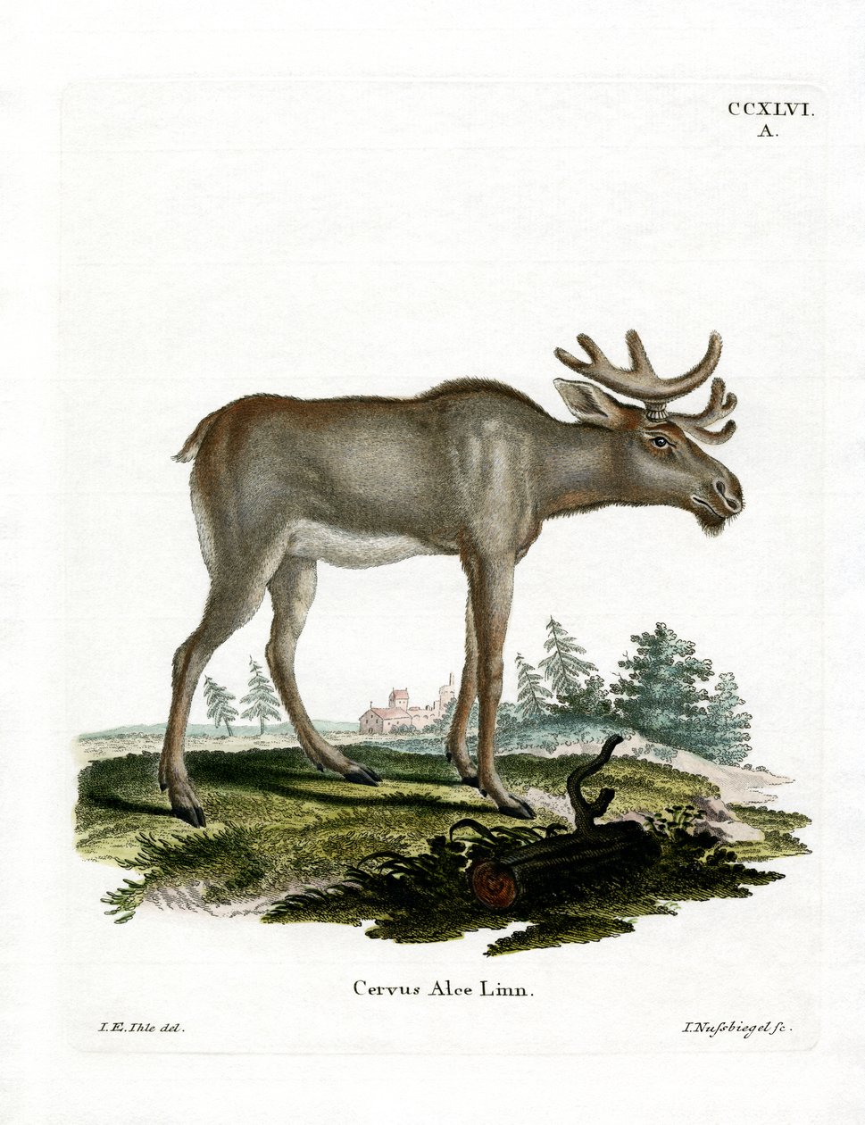 Elg (farvet gravering) af German School