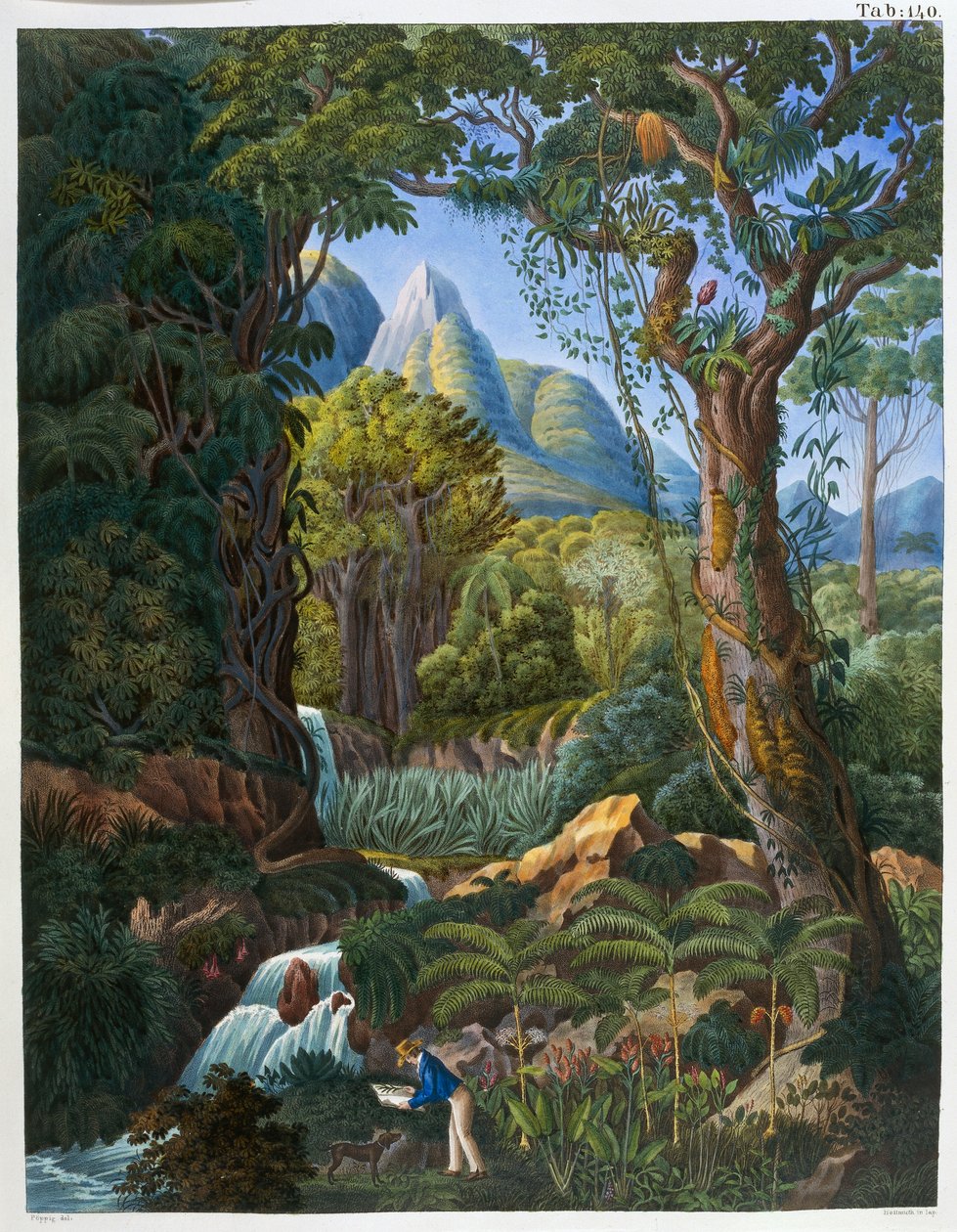Morenia Poppigiana og skov, fra "Historia Naturalis Palmarum" af Johann Baptist Von Spix og Carl Friedrich Von Martius af German School