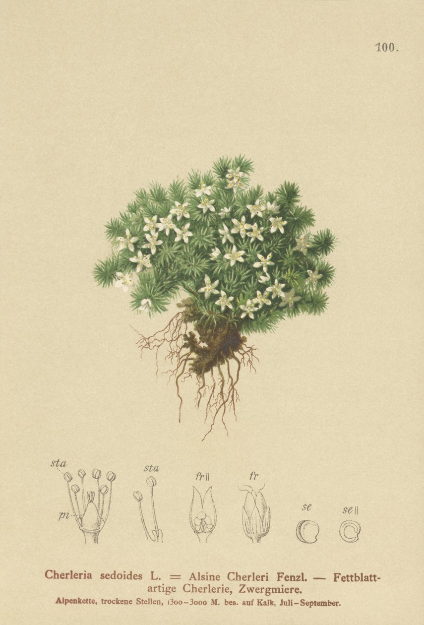 Moset Cyphel (Cherleria sedoides, Minuartia sedoides, Alsine Cherleri) af German School