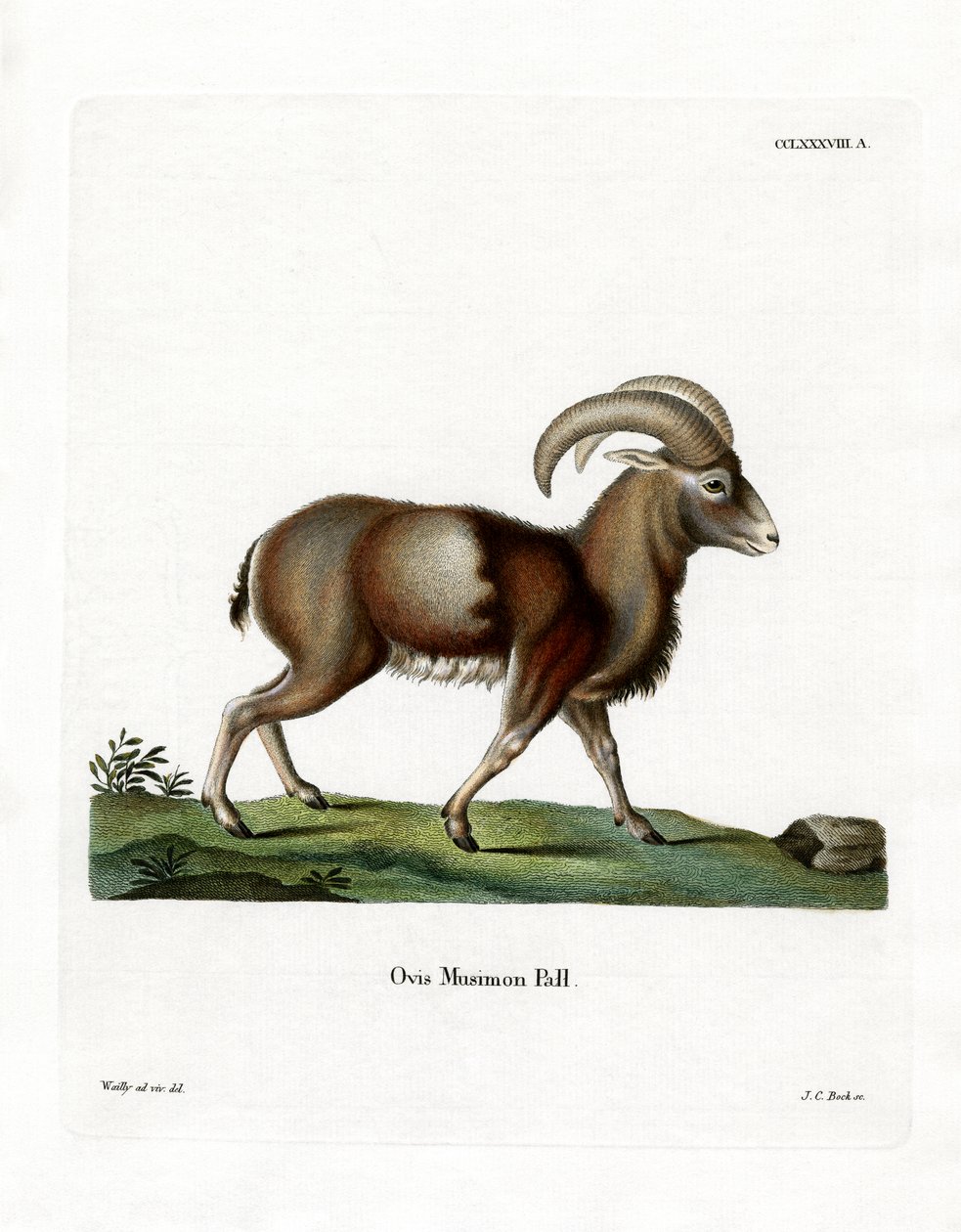 Mouflon (farvet gravering) af German School