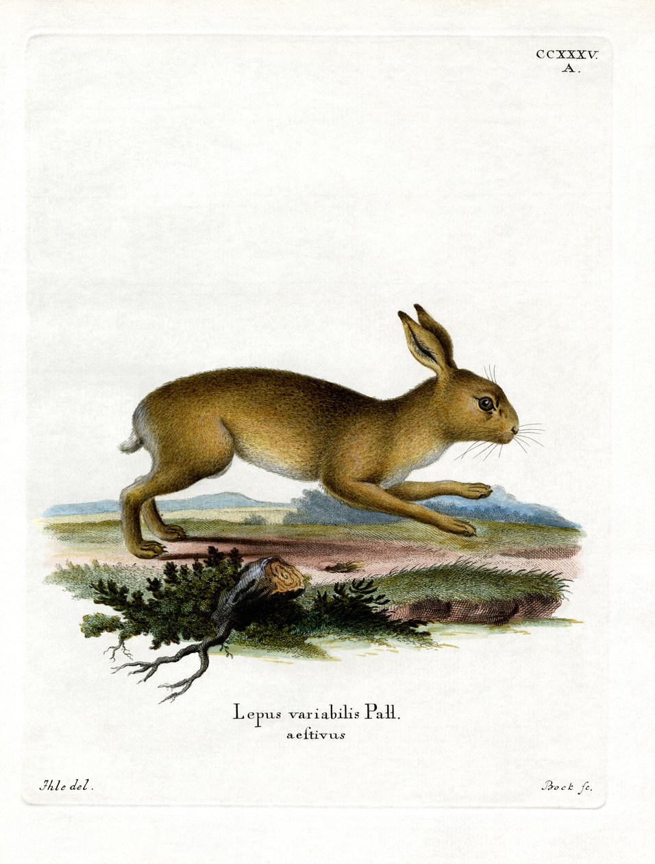 Mountain Hare (farvet gravering) af German School