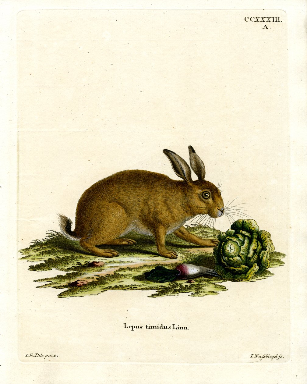 Mountain Hare (farvet gravering) af German School