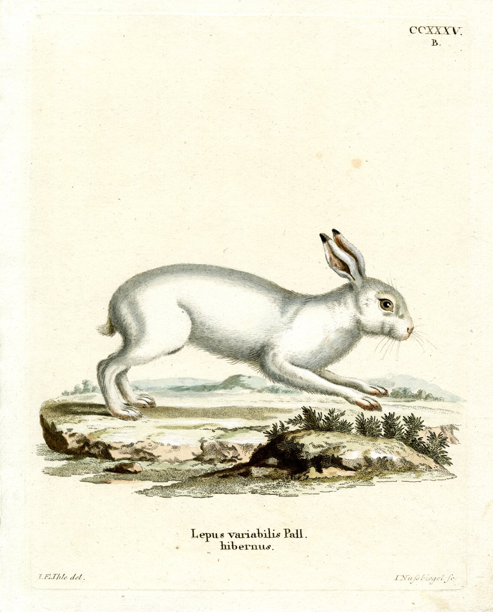 Mountain Hare (farvet gravering) af German School