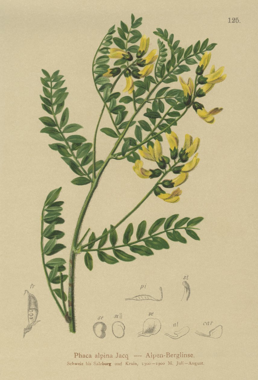 Bjerglinser (Phaca alpina, Astragalus alpina, Astragalus penduliflorus, Colutea alpina, Phaca alpina, Tragacantha penduliflora) af German School