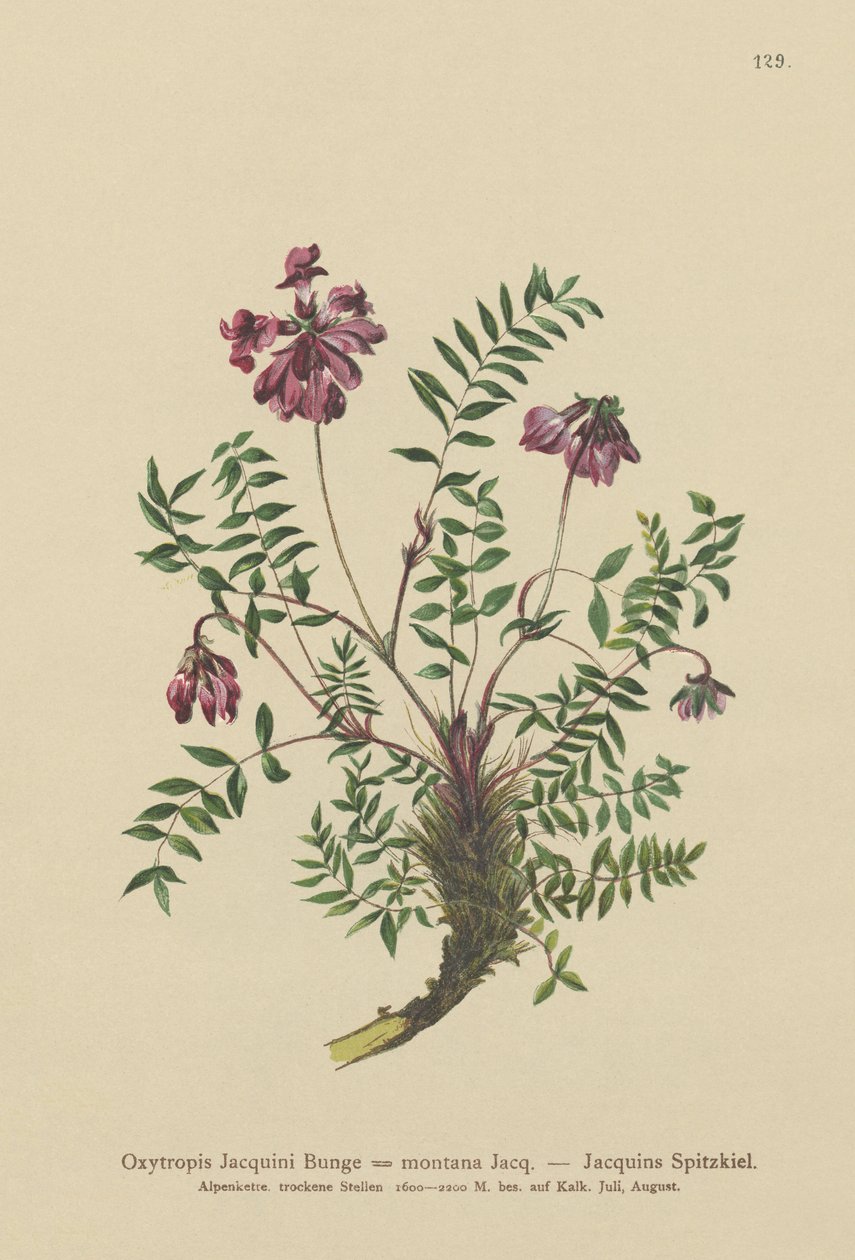 Bjerg-Mælkeklokke (Oxytropis Jacquini, Oxytropis montana) af German School