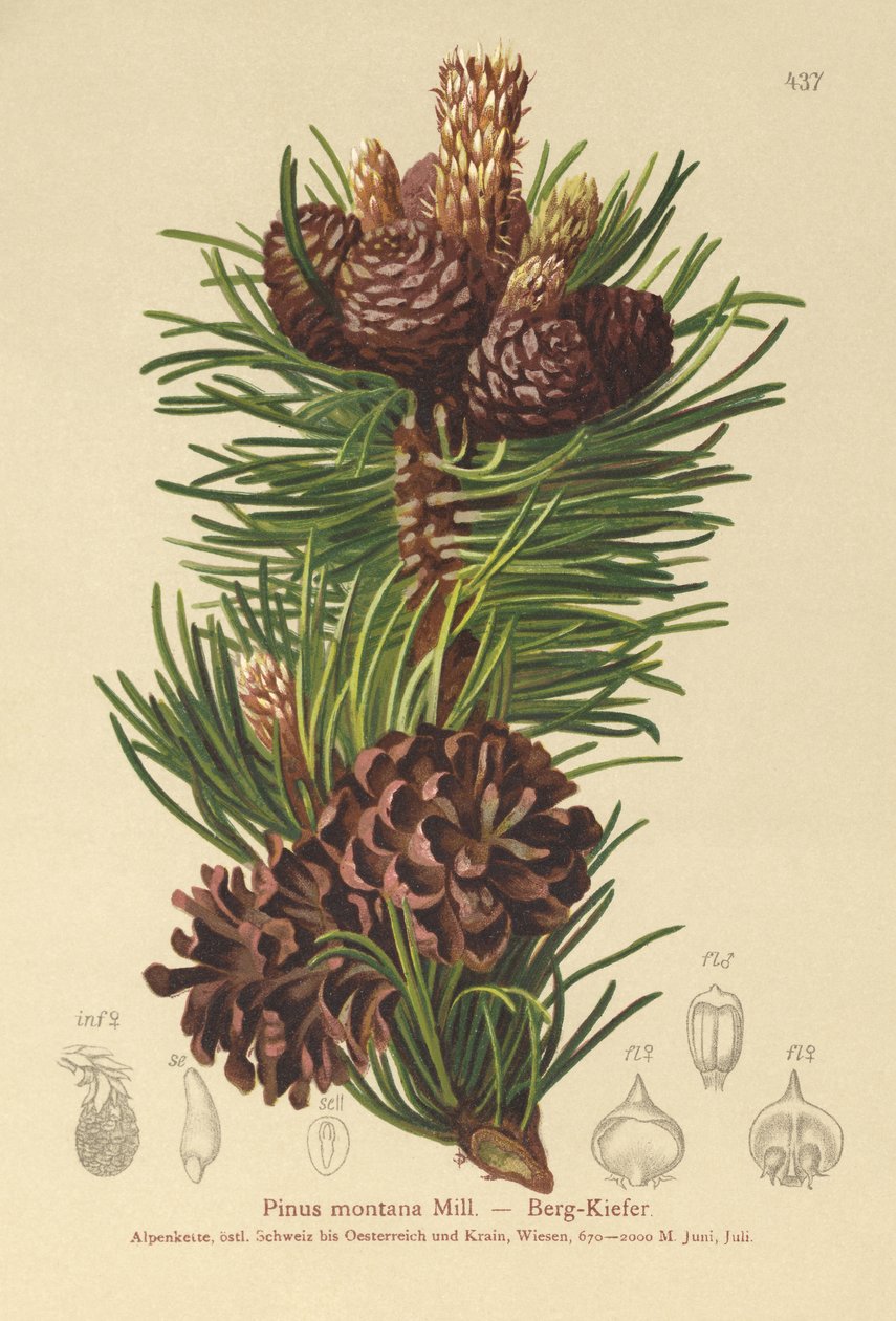 Bjergfyr (Pinus montana, Pinus mugo) af German School