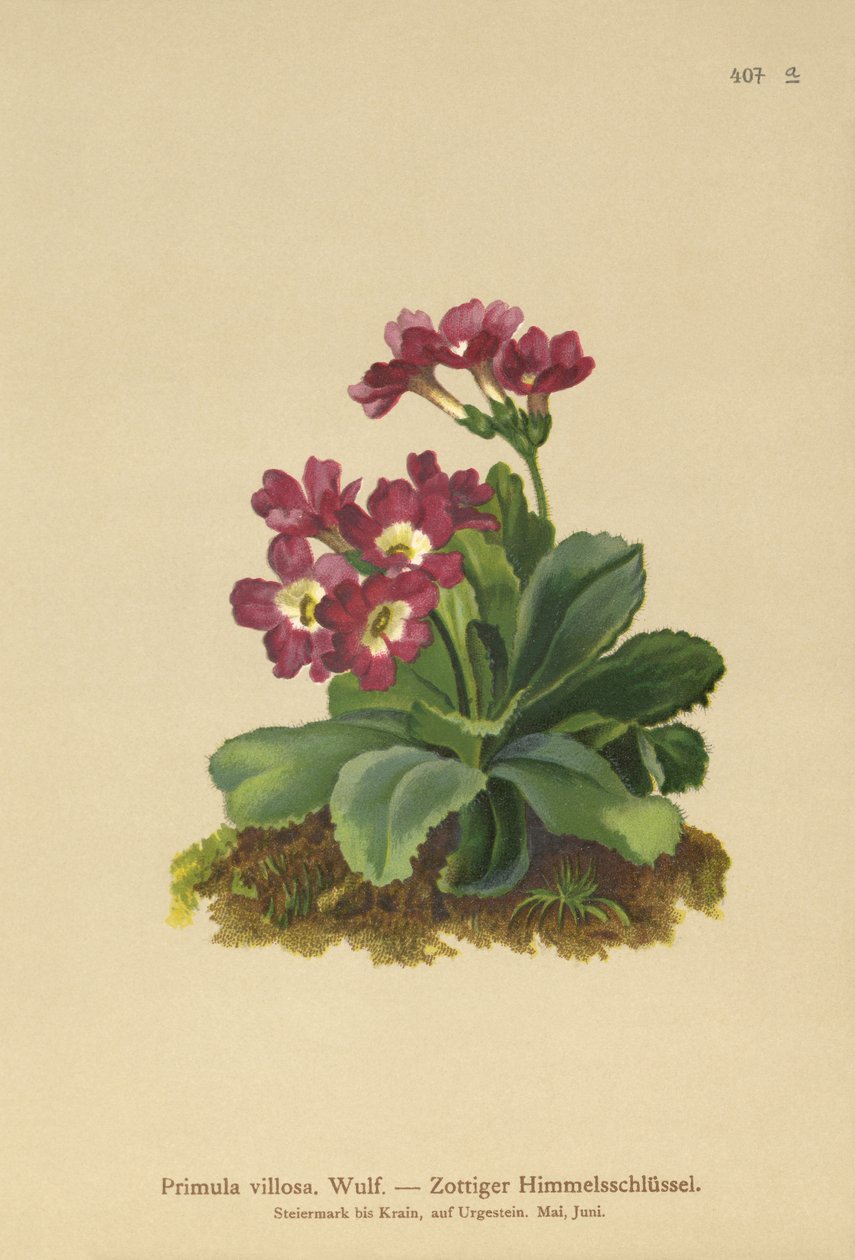 Bjerg-primrose (Primula villosa) af German School