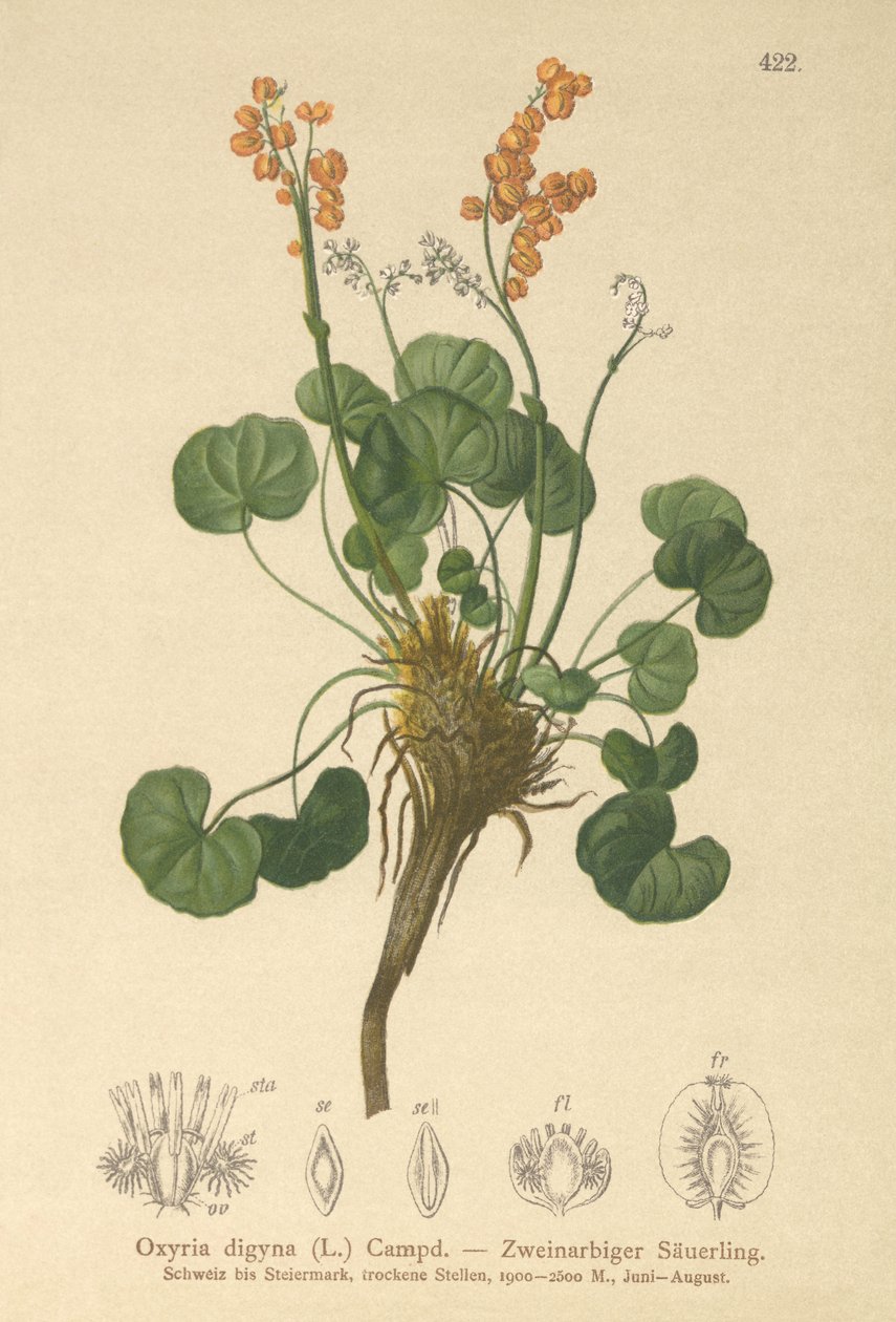 Bjergsorrel (Oxyria digyna) af German School