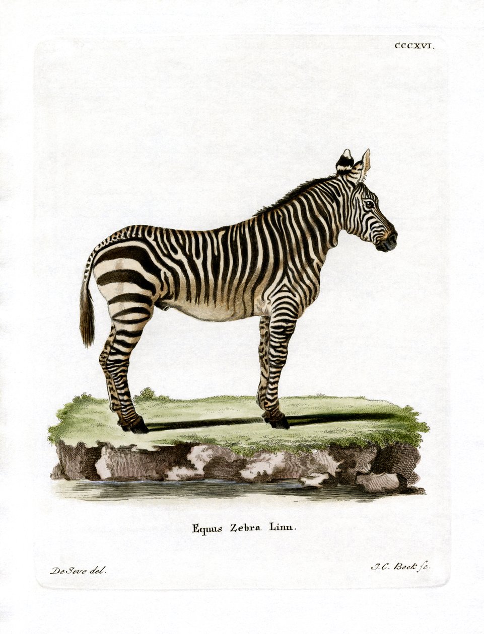Mountain Zebra (farvet gravering) af German School