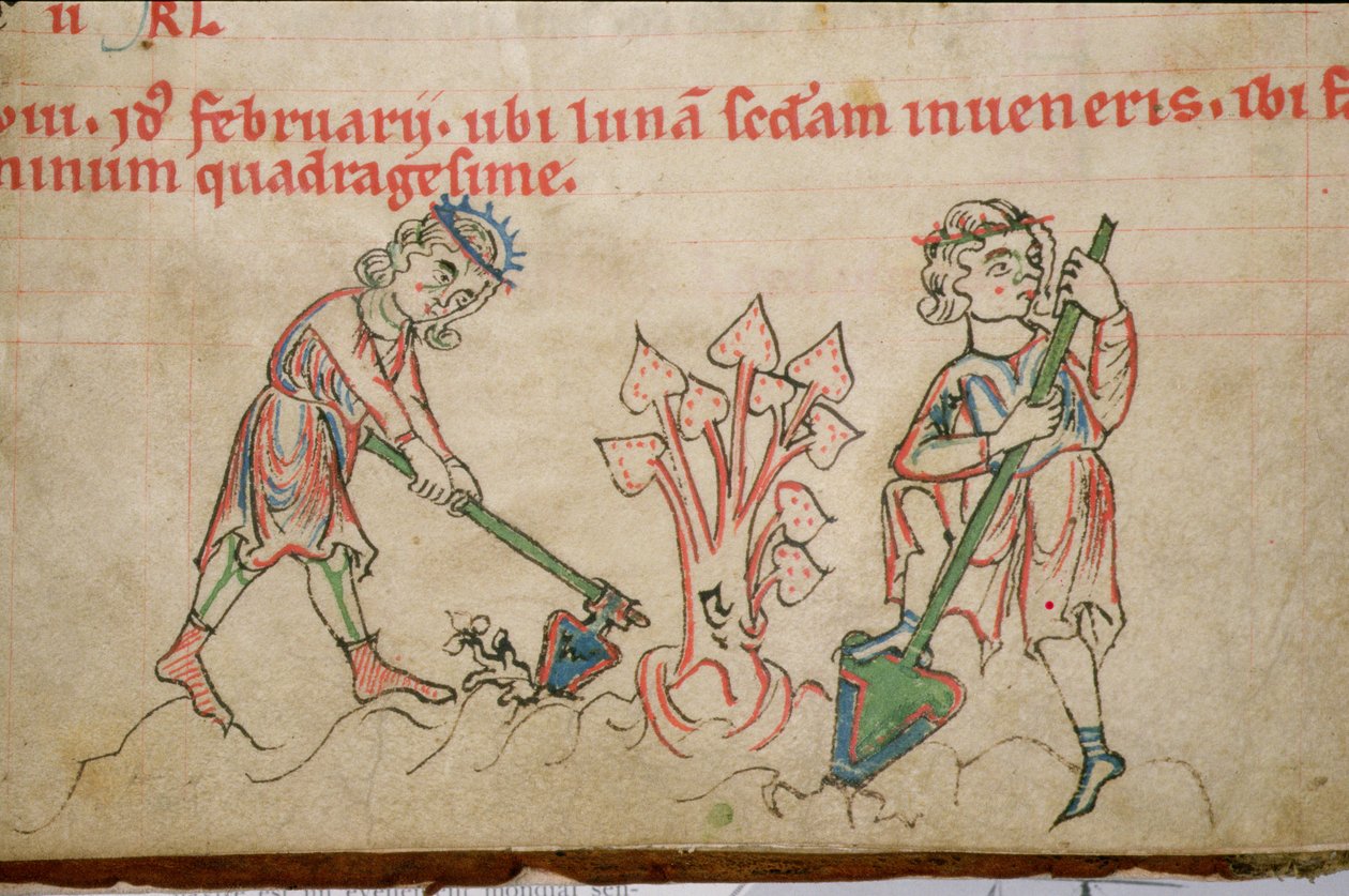 Ms 54 f.37 Februar: Hakning, cisterciensisk psalter (pergament) af German School