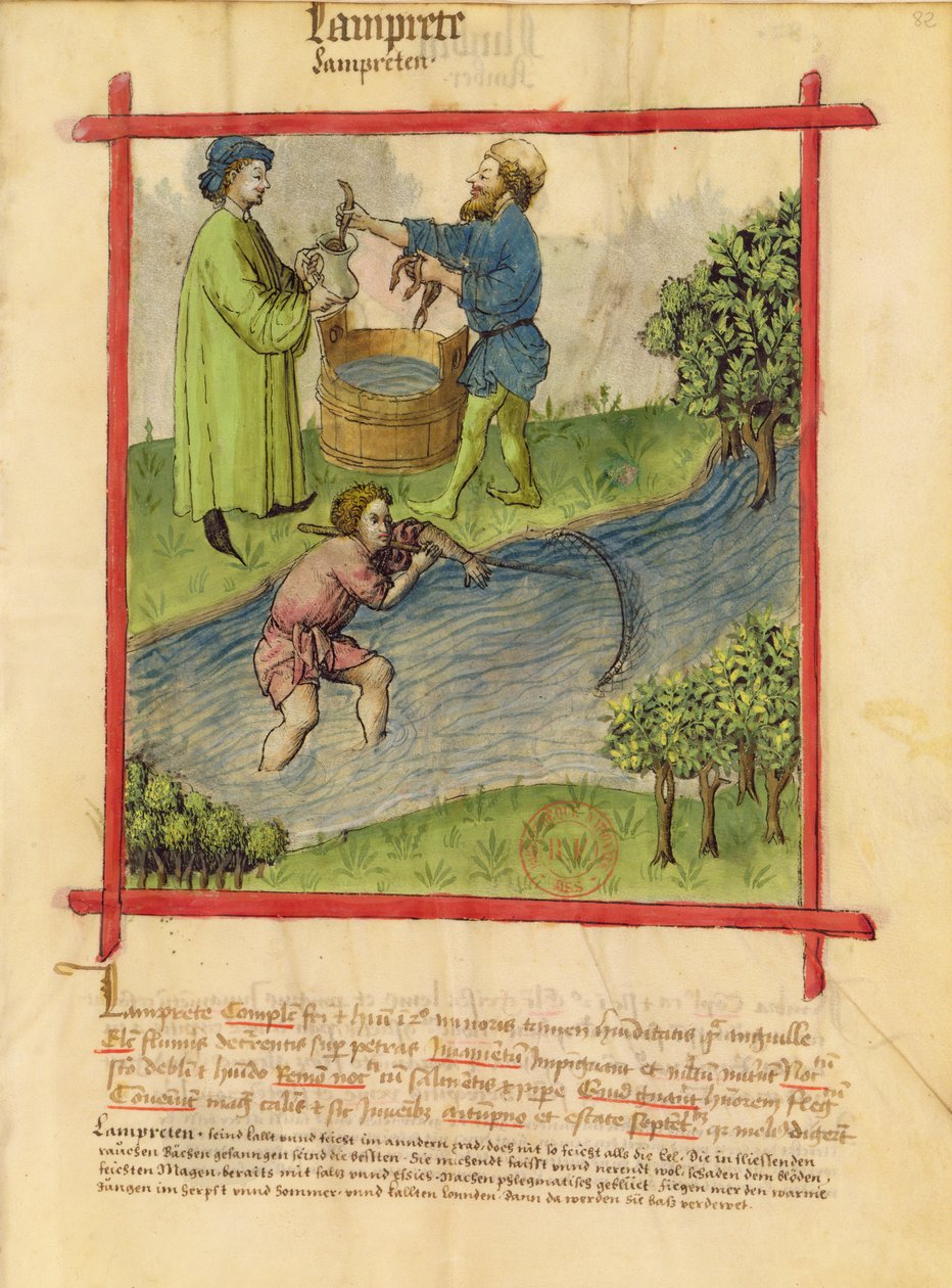 Ms Lat 9333 f.82 Fiskeri efter ål, fra Tacuinum Sanitatis af German School