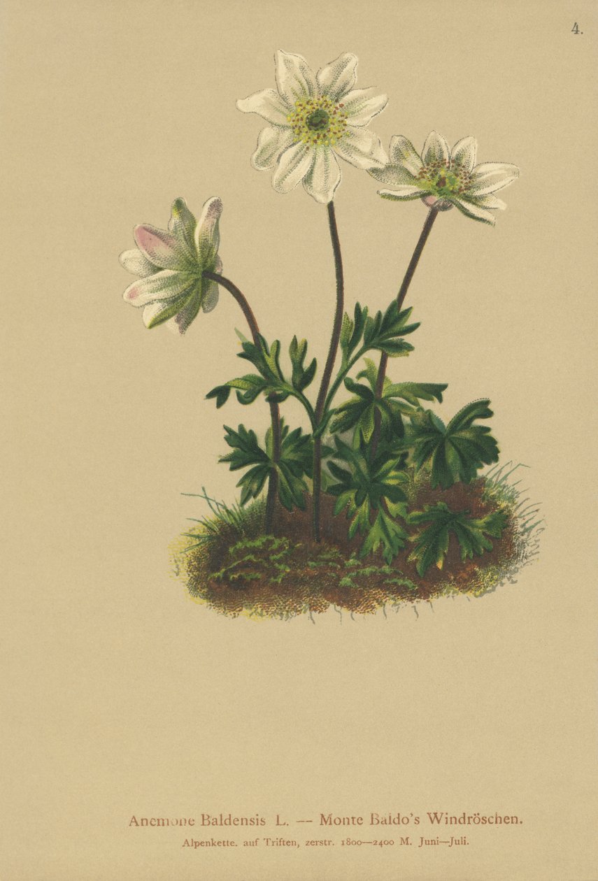 Mt. Baldo Anemone (Anemone Baldensis) af German School
