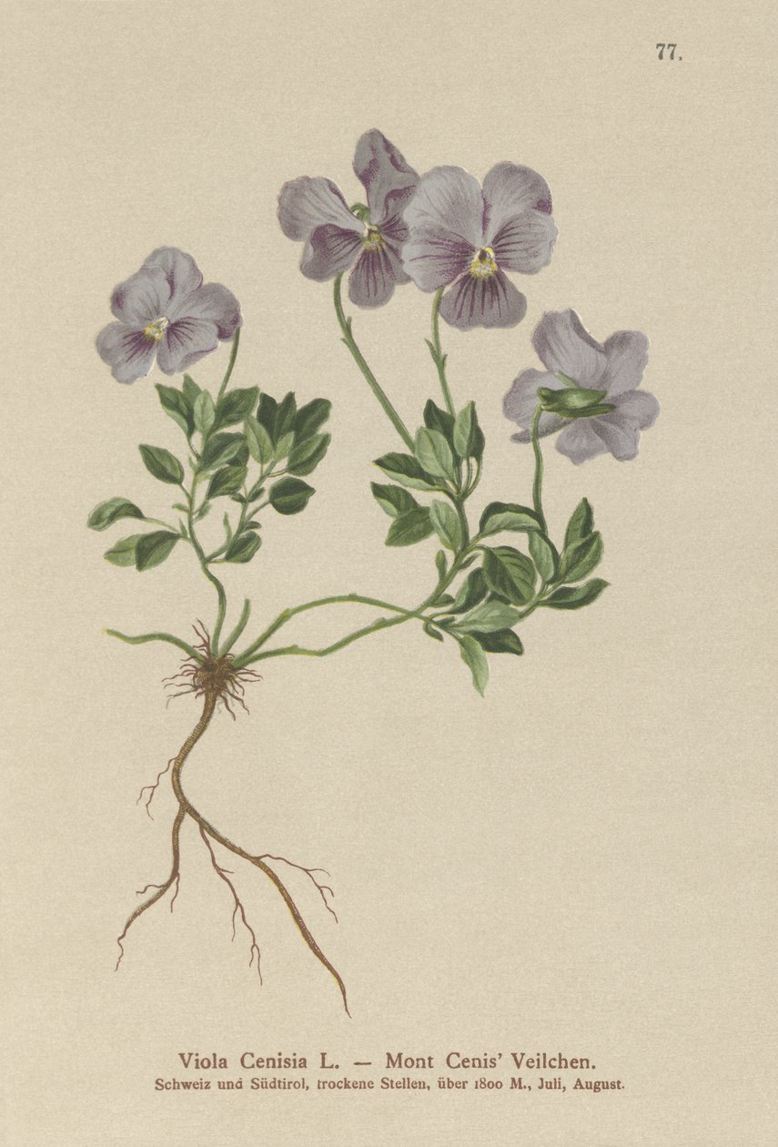 Mt. Cenis Pansy (Viola Cenisia) af German School