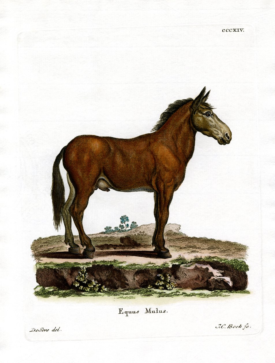 Mule (farvet gravering) af German School