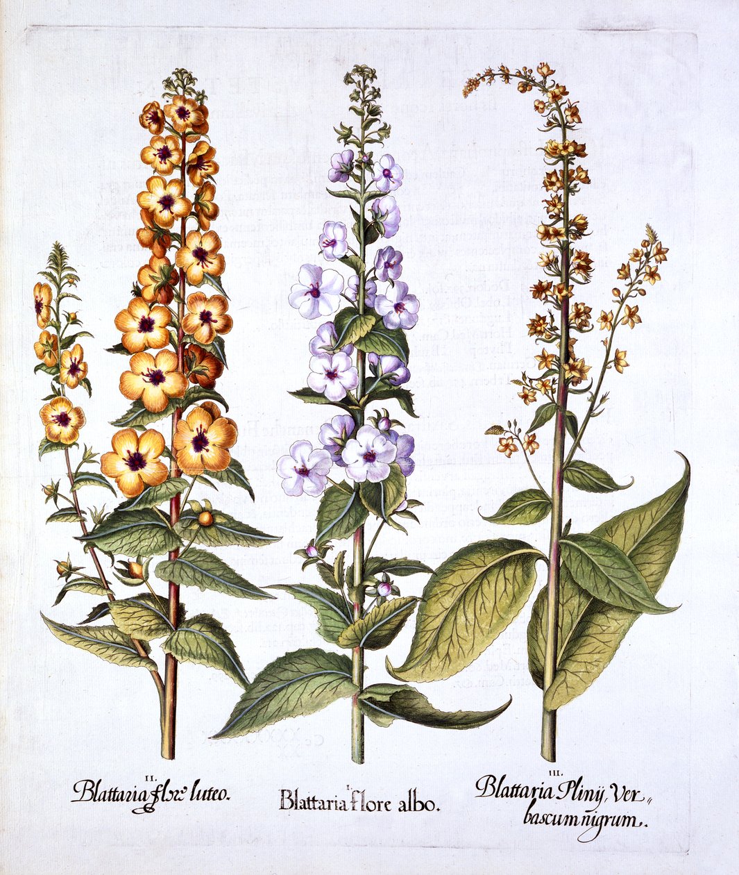 Mullein, slægten Verbascum, fra Hortus Eystettensis, af Basil Besler (1561-1629), pub. 1613 (håndfarvet gravering) af German School