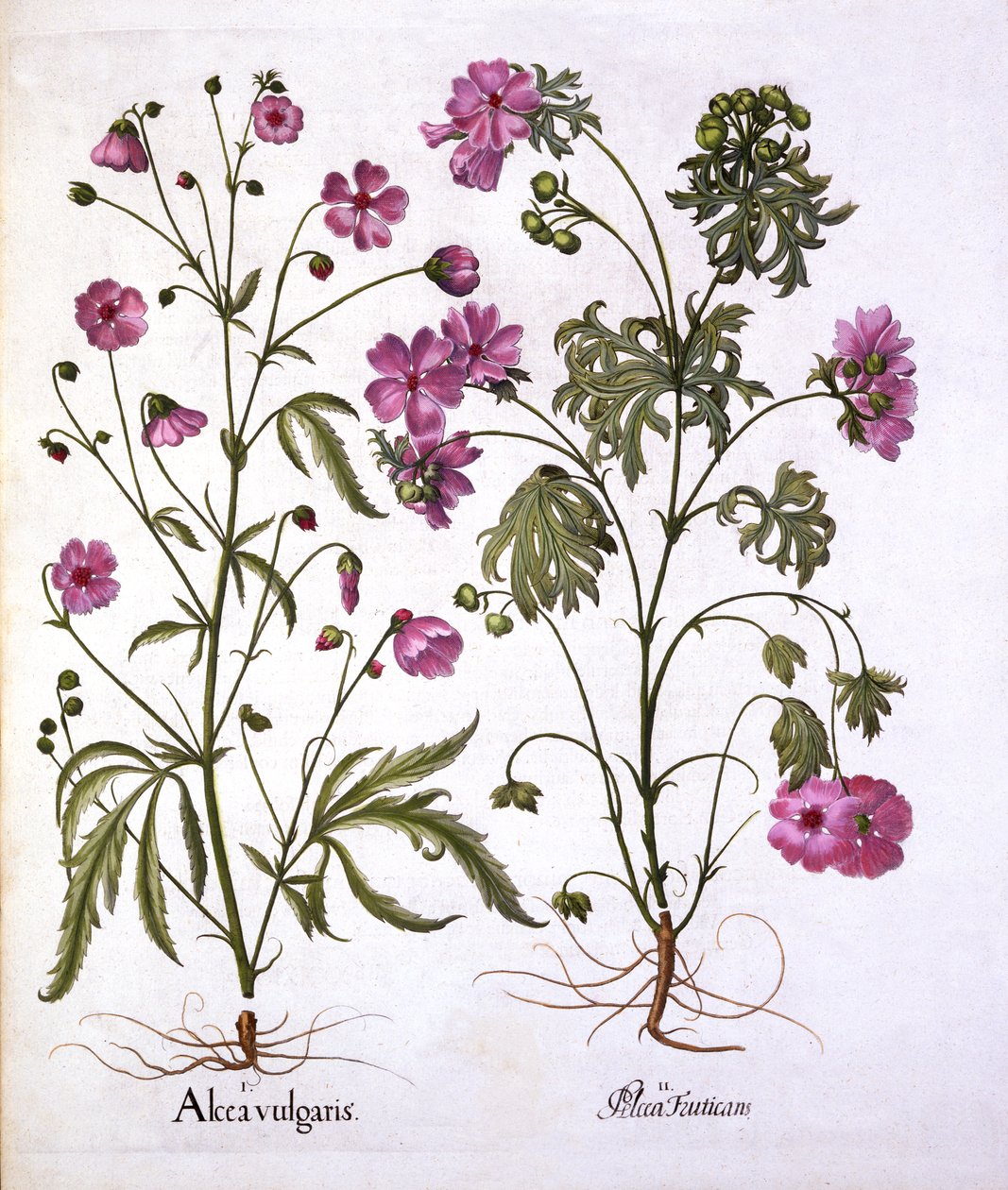Musk Mallow, fra Hortus Eystettensis, af Basil Besler (1561-1629), pub. 1613 (håndfarvet gravering) af German School