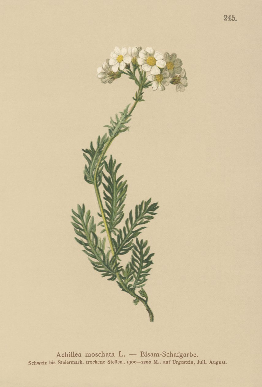Moskusblad (Achillea moschata, Achillea erba-rotta ssp. moschata) af German School