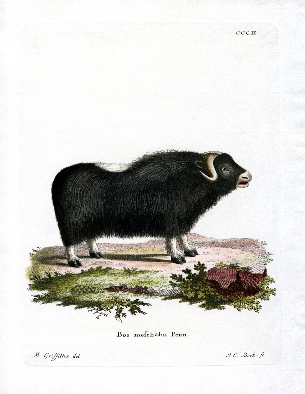 Moskusokse (farvet gravering) af German School