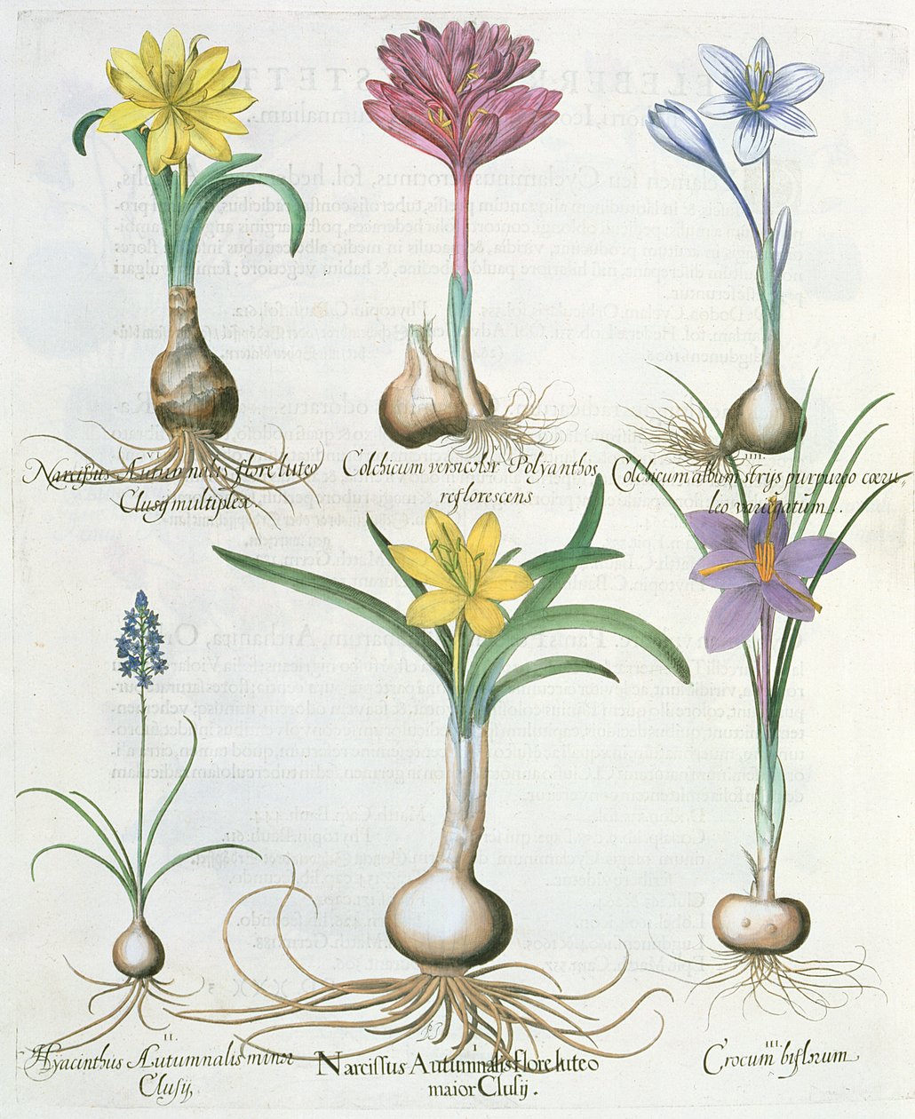 Narcisser, krokus og hyacint: 1. Narcissus autumnalis; 2.Hyacinthus autumnalis; 3. Crocum biflorum; 4.Colchium album; 5. Colchium versicolor; 6. Narcissus autumnalis, fra Hortus Eystettensis af Ba af German School
