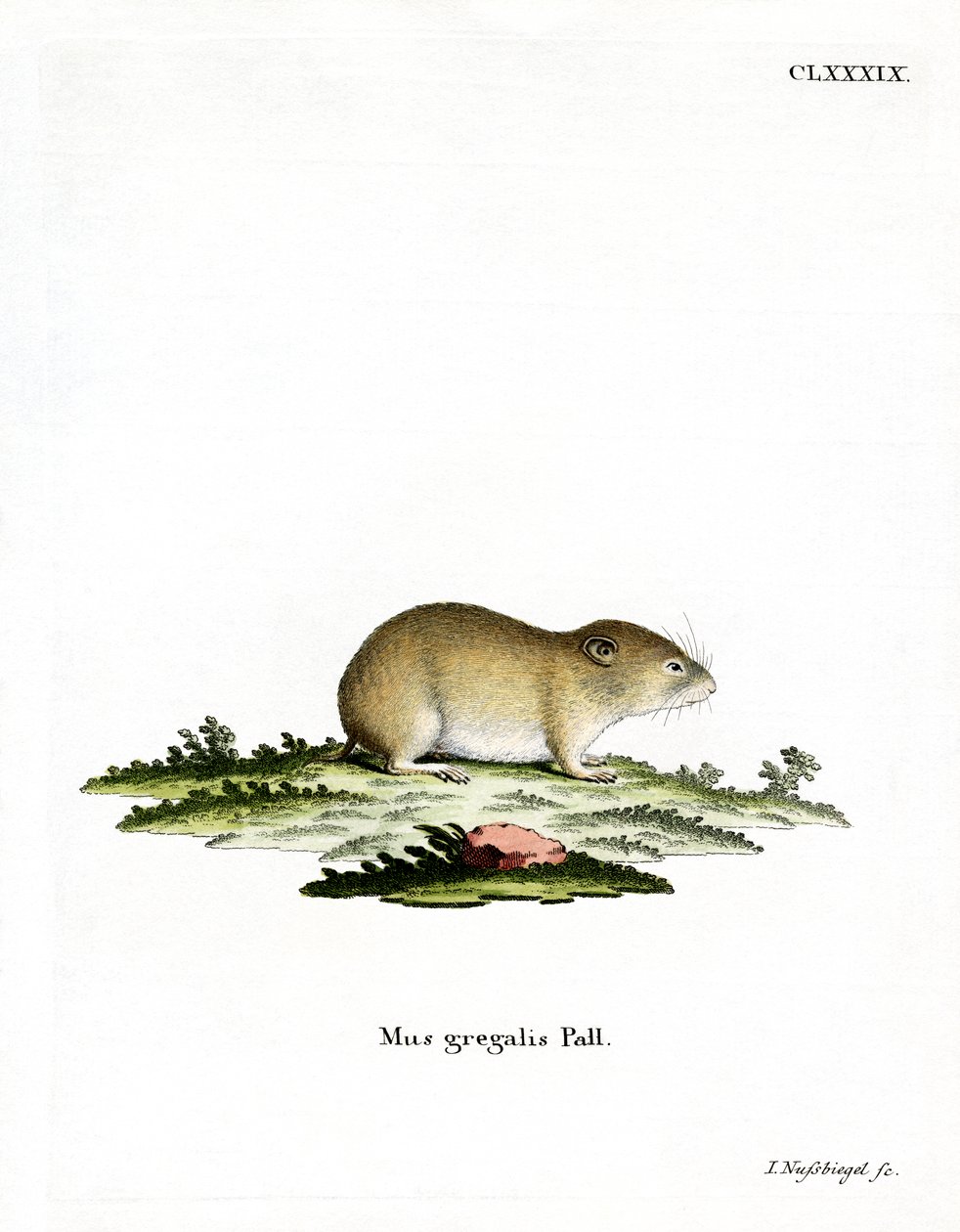 Smalhovedet Vole (farvet gravering) af German School
