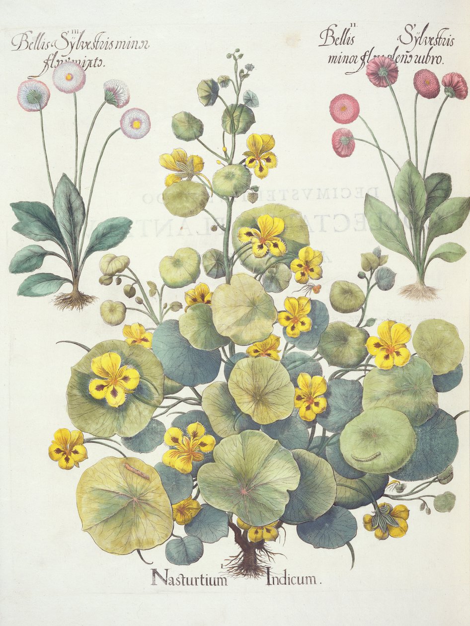 Nasturtiums og tusindfryd: 1.Nasturtium indicum; 2. Bellis Sylvester minor, fuld af røde blomster; 3. Bellis Sylvestri minor flore mixta, fra Hortus Eystettensis af Basil Besler (1561-1629), pub. 1613 af German School