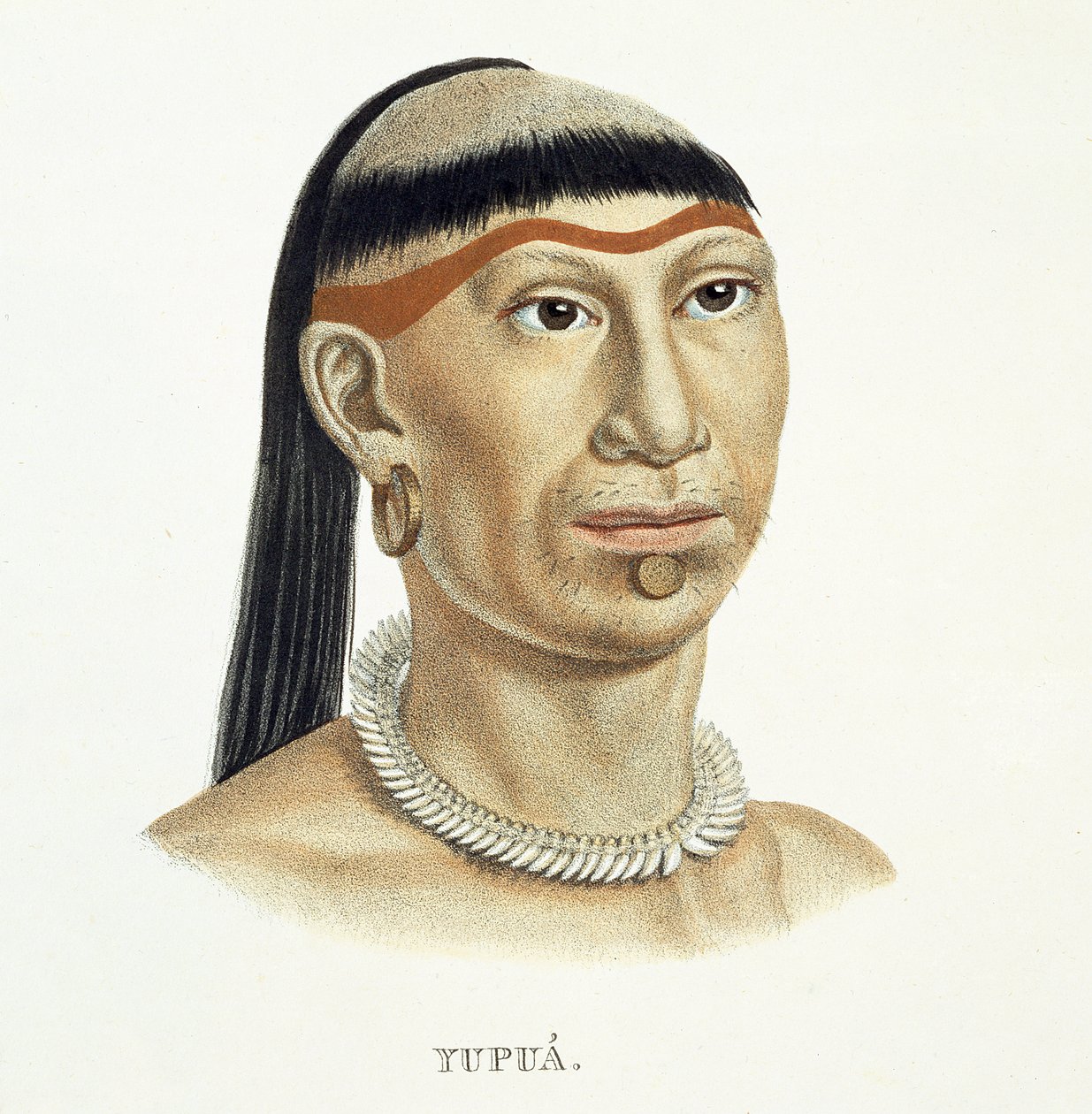 Indfødt mand af Yupua-stammen, med plukket og barberet hår og en halskæde lavet af dyretænder, fra Atlas of a Journey in Brazil af Johann Baptist von Spix (1781-1826) og Karl Friedrich Philipp Mar af German School