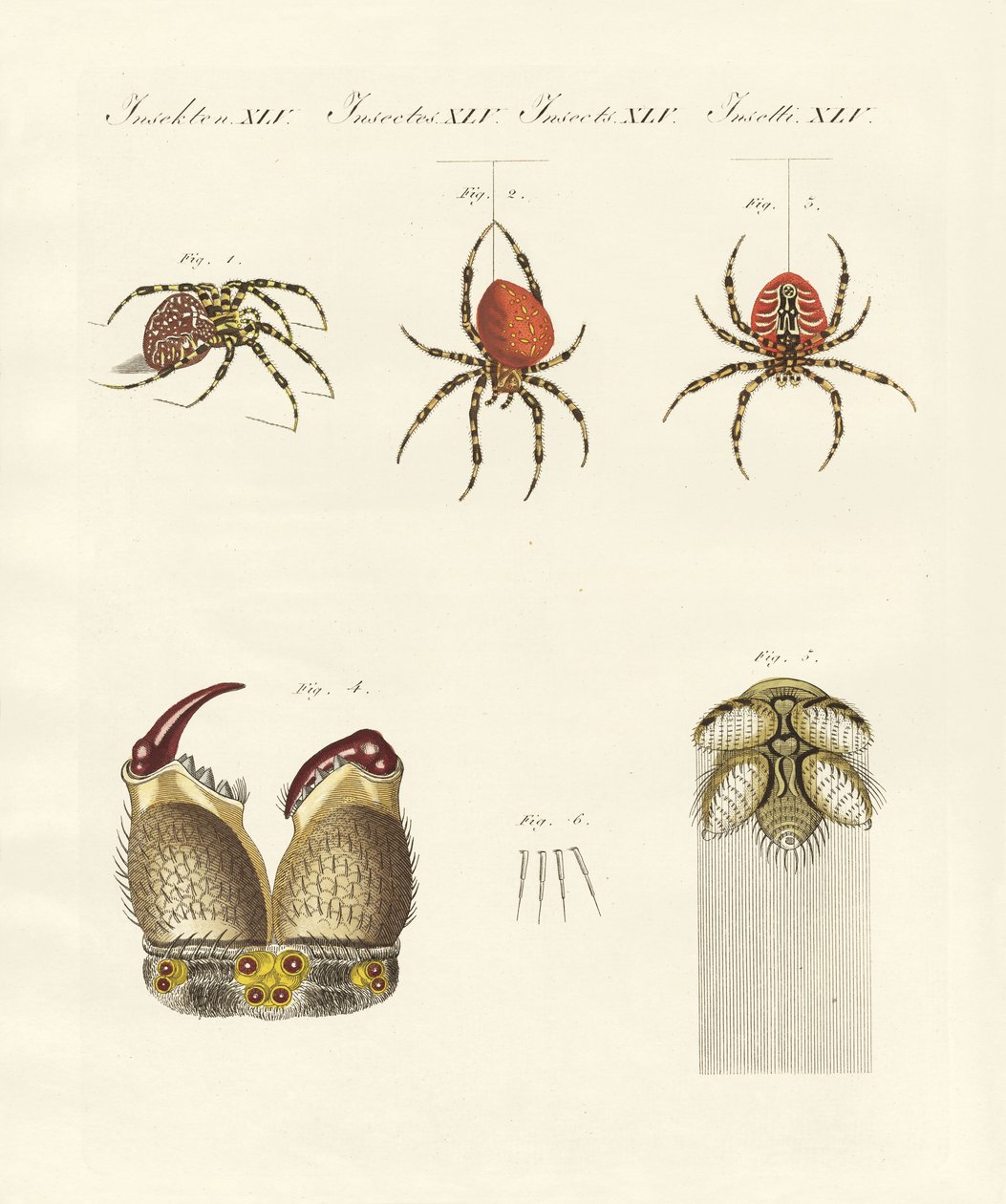 Edderkoppens naturhistorie (farvet indgravering) af German School