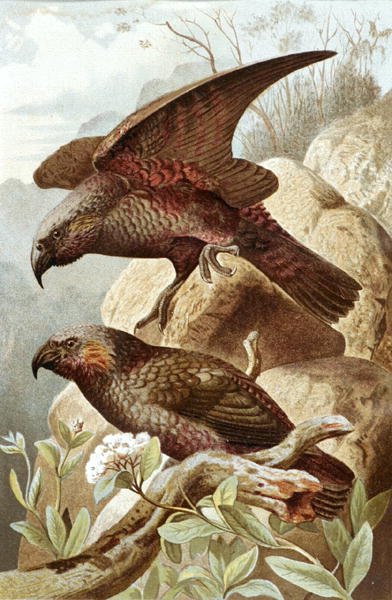 Nestor Parrot, tallerken fra "Brehms Tierleben: Allgemeine Kunde des Tierreichs", bind 5, s.382, udgivet af Bibliographisches Institut af German School
